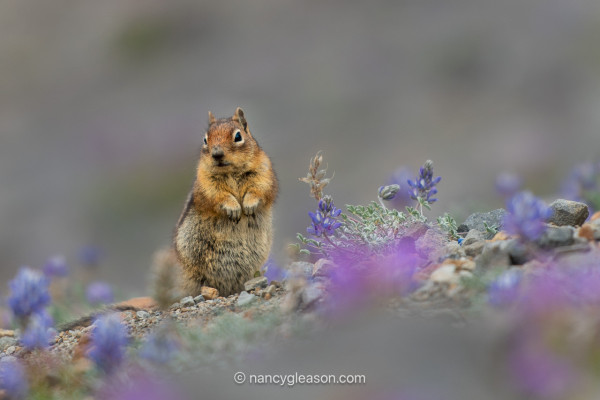 A small, brown squirrel is up on its hind legs and holding its front paws together. Its ears are perked up, and it is looking at the camera. The squirrel is next to a purple lupine flower. The foreground and background are blurred out shades of gray and lavendar of the surrounding lupine-covered landscape.