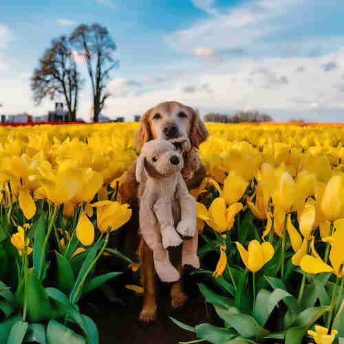 Cane di media taglia seduto in un campo di fiori gialli, tiene in bocca un piccolo cane di pezza.
++++++++++++++++++++++++++++++
Medium size dog sitting in a field of yellow flowers, holds a small piece dog in his mouth. 
