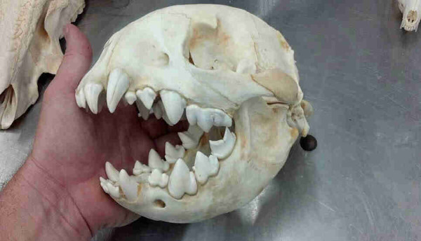A photo of a round skull with brutally awesome teeth being held by a hand above a stainless steel bench. Clearly it's pac man.