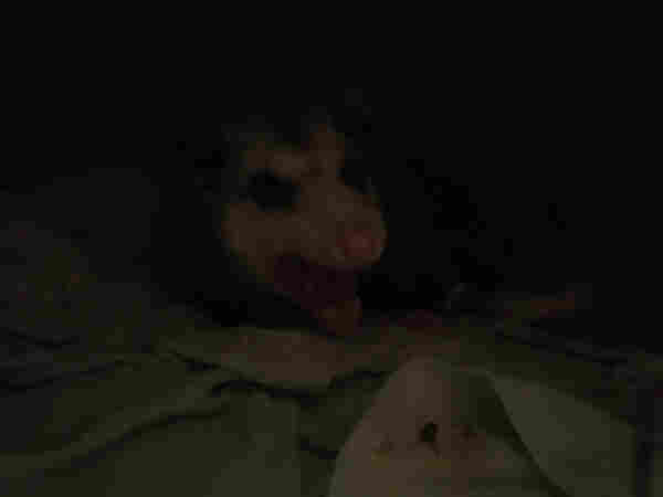 Young angry hissing possum in a dark corner.