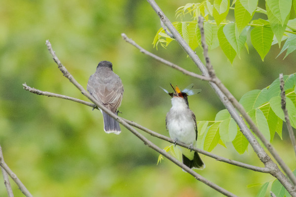 two grey and white eastern kingbirds sitting on a branch. the one on the right has their beak wide open and head tipped back as they swallow a large dragonfly with clear and light blue wings. the inside of their bright orange beak is visible. the one on the left is facing away from the camera and the one on the right is facing towards it
