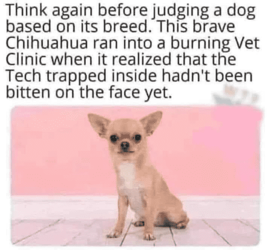 Think again before judging a dog based on its breed. This brave Chihuahua ran into a burning Vet Clinic when it realized that the Tech trapped inside hadn't been bitten on the face yet.