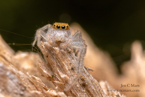 A cute, large-eyed spider with orange on top of its head and white hair all over everywhere else, stands on a bit of a dead tree stump. 