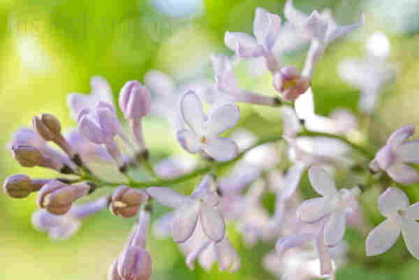 Lavender Lilac Flowering Macro - a beautiful curved lilac branch with open and closed blossoms. The purple lilacs symbolize spirituality. Artist Iris Richardson, Gallery Pictorem and ArtHero