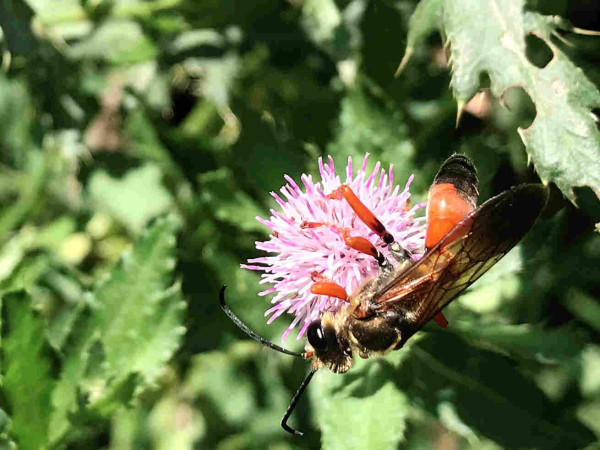 A beautiful wasp clinging upside down to a purple thistle flower. The wasp is gorgeously colored in shades of orange and black on the legs and abdomen. Head and thorax are a beeish fuzzy black and yellow. Lovely transparent wings are folded over its back.