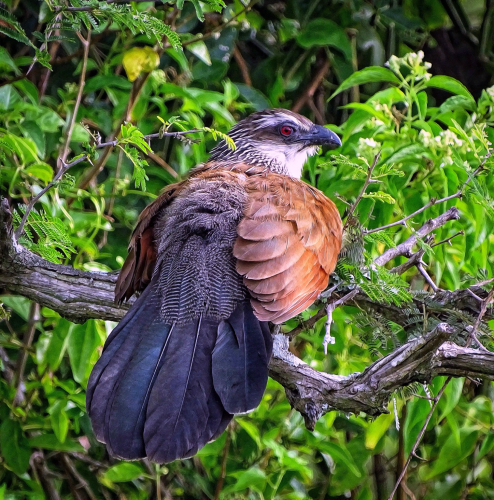 A beautiful White Browed Coucal bird on a small tree branch with his back towards the camera looking to the right. Lush bright green leaves surround the beautiful bird on an early morning in the Queen Elizabeth National Park, Uganda 