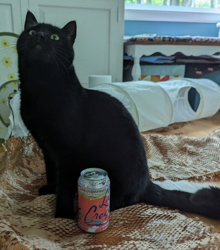 Black cat next to a can of drink, about 3 and a half times the height
