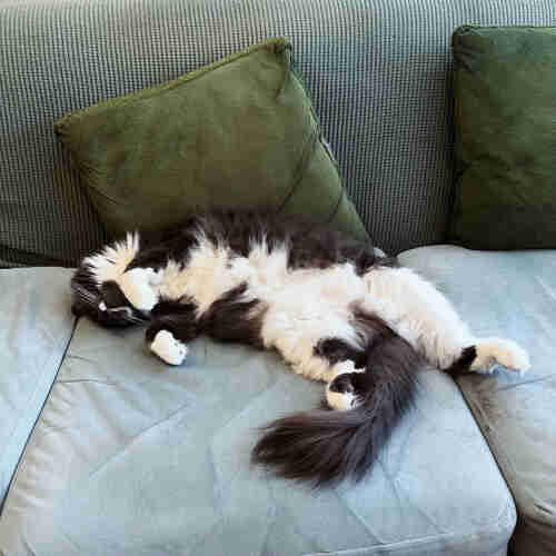 A fluffy gray and white cat sleeping on its back on a grey couch with green cushions.