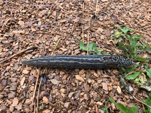It’s a leopard slug! A long grey slug with marbled head patterns and long stripes down the length of its body. It’s on an adventure over some fine brown gravel