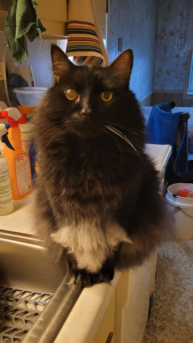 Merlin, my black cat who passed away in June 2023. Seen here on the kitchen counter by the sink, with his wonderful gray floofy undercoat visible 