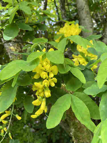 Golden chain tree. Bright green long pointed leaves, with cascades of bright yellow flowers. The flowers have a larger upper petal shaped like an old-fashioned sun bonnet, and a small lower petal