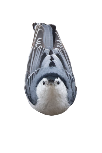 a close cut image of a white-breasted nuthatch staring directly ahead while it clings upside down with a little white border around it. 