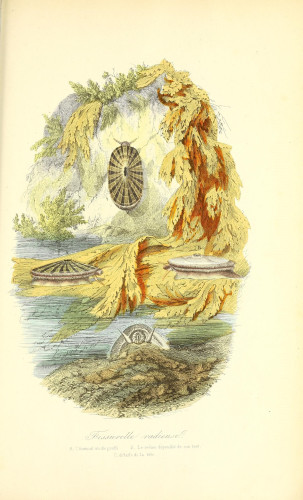 Jardin illustration, from the source cited above