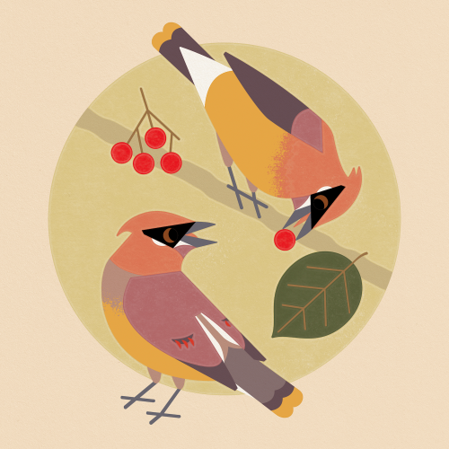 Flat illustration of two Cedar Waxwings- one bird perched above is going to give the bird below a berry