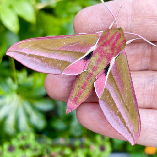 Overhead shot of a large aeroplane shaped moth on fingers. It is olive green with flashes of fuchsia pink. A pink stripe extends down the centre of a thick bright olive green abdomen. It's head has two pink central stripes and a pink arc on each temple. Three pink bands feature on the wings. At the top a short darker pink that extends only halfway from the centre towards the outer. Two bands start in the wing corners, one stretching across the bottom wing edge, the other rising at a shallow diagonal to the centre. The moth is flashing a a bit of bright pink underwing.