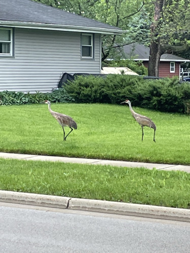 Two sandhill cranes are walking on a grassy lawn in a residential neighborhood.