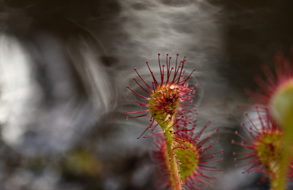 a tight macro of a plant that is shaped like a Q-tip or cotton swab with bright Red hairy spores growing off of it.
The background is filled with swirls of the water off of the bog behind this plant.