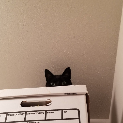 Photo looking up towards the ceiling in the corner of a closet. A black cat looks down from her perch, peeking over the top of a white box so only her eyes and ears are visible. 