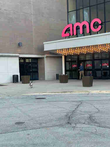 A Canada goose standing outside of an amc movie theater as someone walks out the doors
