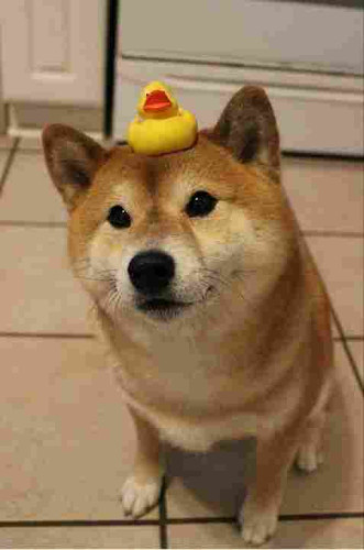 A sesame Shiba Inu dog smiling at the camera, with a little yellow toy duck balancing on its head.