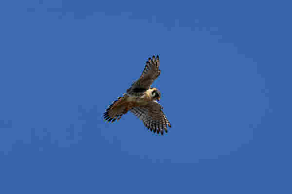 an american kestrel with wings spread mid-air against a flat blue sky. their black and white striped wings and tail are fanned out and their tiny orange feet are curled up under them as they scan the ground for a meal. 