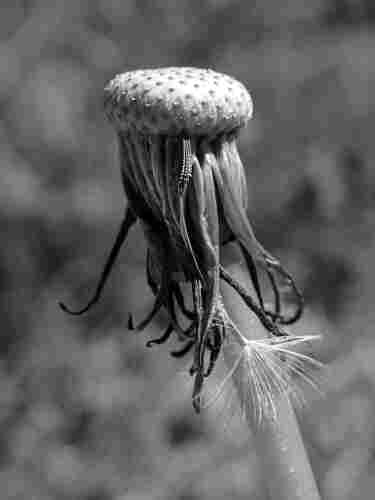 A black and white photo of a blown dandelion seed head. On top is a round white cushion dotted with dark buttons. Hanging below it are long ribbonlike wilted sepals. Intertwined with them is one remaining seed. The seed has a spiky armored tip shaped like a spearpoint that's been hurled at the cushion. A thin curving shaft hangs down from this, ending in a sparse pompom like the skeleton of an inverted umbrella. Below these we see the round smooth stem of the flower descending out of the image.