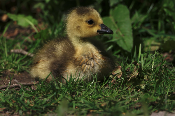 A Gosling Takes A Rest In The Grass
