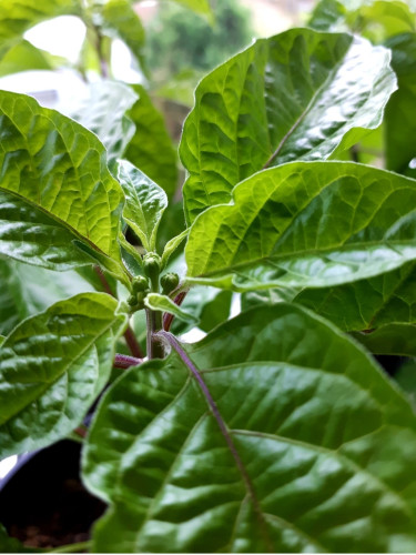 Close-up of a chilli plant (habanero). In the middle of the top of the plant are several flower buds surrounded by green leaves.