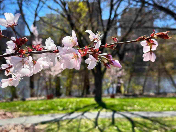 A branch from a tree with many pink blossoms. A large leafless tree behind casts shadow branches on the green grass below. Beyond a river flies past.