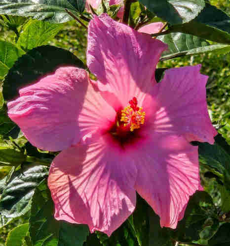 Close up of a large pink Hibiscus bloom, with five large connected petals surrounding a deep funnel like center, with a red protruding filament and yellow anthers.