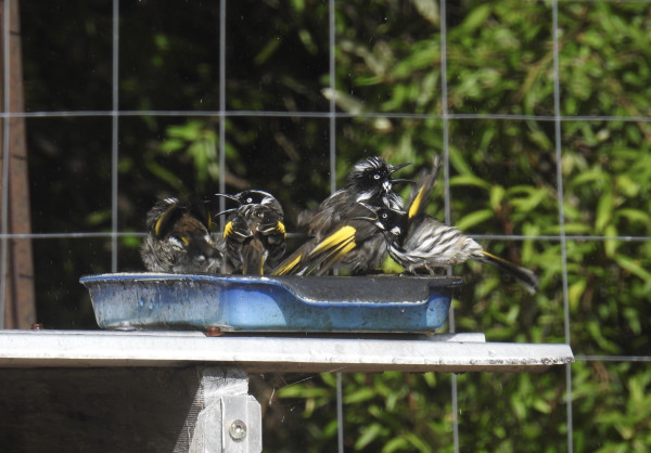 Four black, white and yellow New Holland honeyeaters in a water filled baking dish, appearing very animated with beaks open.