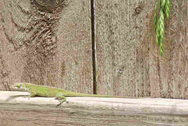 A green lizard on a cross board of a wood fence. Its eye socket is turned so it is looking back. Grass seeds are hanging down on the right side. 