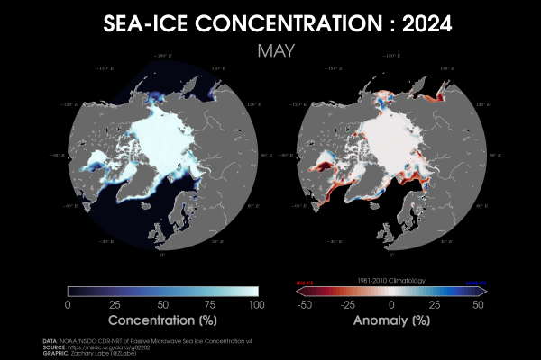 Two polar stereographic maps side-by-side showing Arctic sea ice concentration and its anomalies relative to 1981-2010 for May 2024. Red shading is shown for less ice, and blue shading is shown for more ice. Most areas are below average for sea ice concentration along the edge of the Arctic. Continents and land are masked out in a gray shading.
