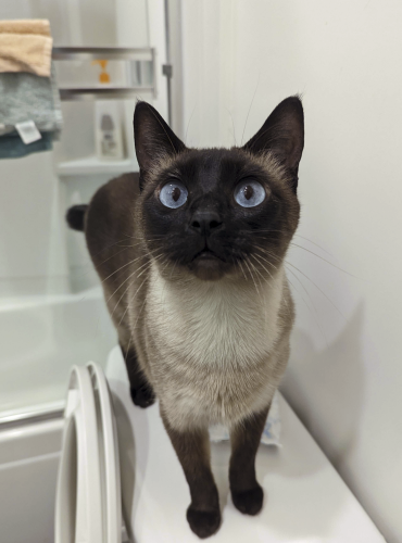 A siamese cat standing on a toilet, with a shower behind her. She is looking directly at the camera such that her face is foreshortened, making her face appear round a kitten-like. Her eyes are two striking shades of blue, with diamond black pupils.