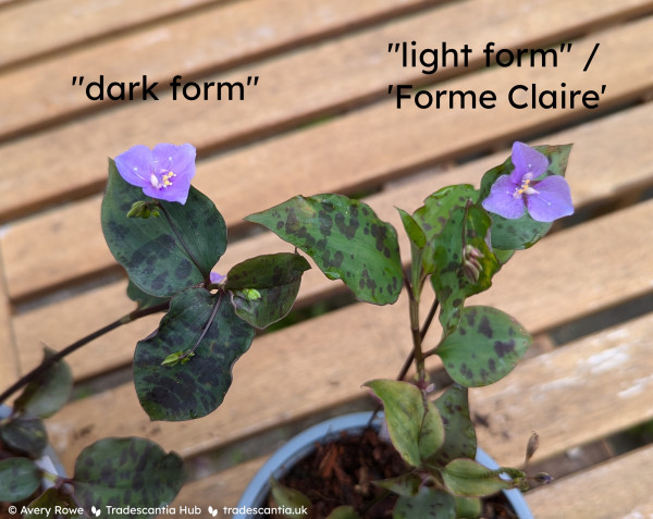Two plants stems side by side. On the left labelled "dark form", the plant has very dark bluish-green leaves with purple spots, and a purple flower. On the right labelled "light form" / 'Forme Claire', it has much lighter bright green leaves, still with purple spots and a purple flower.