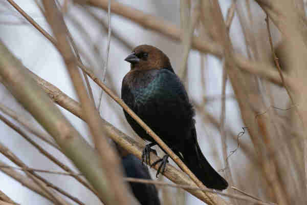 a brown headed cowbird standing on a branch in normal light. they have a deep brown head with a bib of purplish feathers and then a ring of teal iridescent feathers under that leading into deep black feathers
