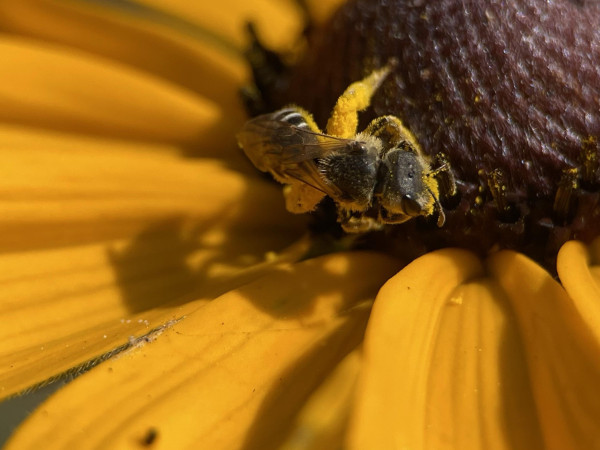 A small native bee covered in orange pollen walking across the brown button center of Rudbeckia hirta. She's facing her shadow being cast across the orange flower petals. 