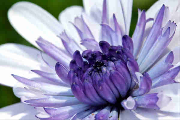 Closeup of a purple and white flower. The simple outer petals are white. There's a second row of petals inside this which are more tubular in shape, and show white inside the tube but a graduating white to purple exterior. Then there are several rows of unopened petals, darker purple again and more tightly packed to the centre. In the very middle of the flower all we can see are the 5-pointed-star shapes of the most intense purple - almost black - which are the tips of the most inner petals