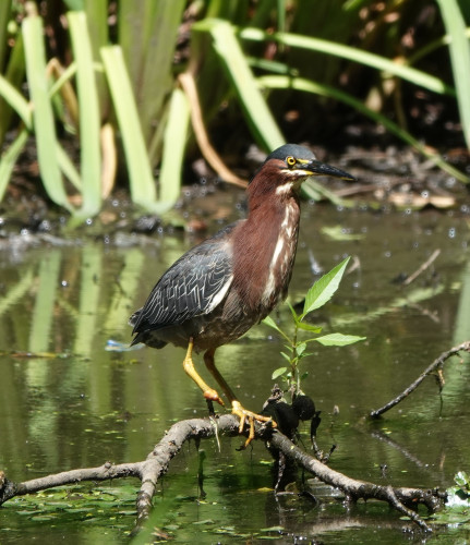 A Green Heron is standing on a small branch in the water. The heron in partial profile view and is looking to the right of the camera and only its right eye is visible. It has a stump for a right foot.