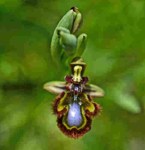 This tiny wild orchid known as the Mirror Orchid (Ophrys speculum). The camera has taken a picture from above looking down onto the flower. 