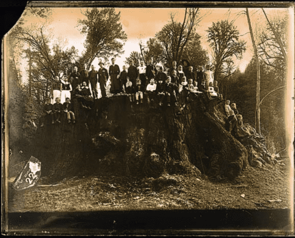 Black and white photo of two dozen people posed on a massive house sized tree stump.