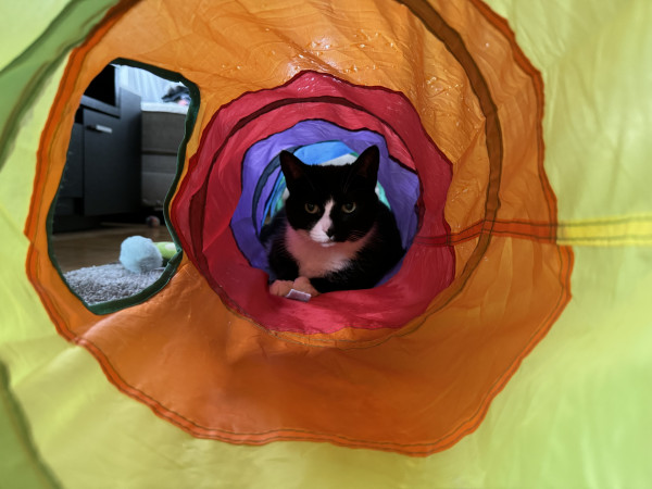 A suspicious looking female black and white cat in a multicolored play tunnel