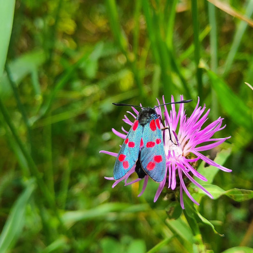 A Burnet moth is standing on a purple flower. It has dark wings, iridescent green, with bright red spots. The contrast is very strong.
Dense grass can be seen in the background
