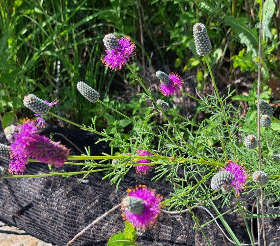 Purple prairie clover. It's got a pinky-purple frill at the base of a raised middle part. The blooms are in various stages of completion. 
