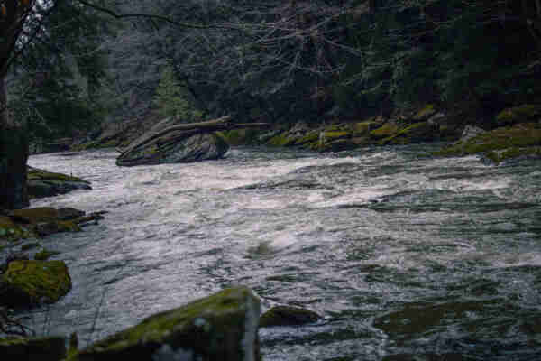 A fast moving river at the bottom of a ravine. Several large mossy boulders line the shore and the hemlock forest comes right up to the edge of the water. A large boulder island with a hemlock tree growing atop can be seen downriver slightly.