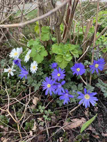 A cluster of blue and white flowers among green foliage and dry twigs.