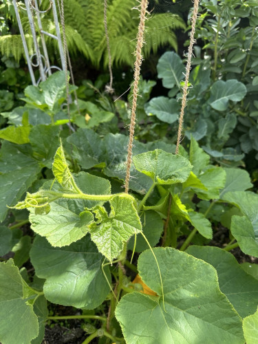 Winter squash plants about 2 feet high, wound onto twine to make them grow vertically with a flower showing through the leaves
