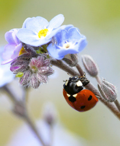 A ladybug on a stem with light blue flowers.