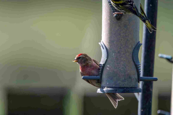 A Redpoll at the lowest left hand side of a multi holed seed feeder, it is looking away from the feeder so its left eye is facing camera, there's a bright red flash on the top of its head, the chest is suffused reddish brown and the face & body feathers are brown streaked. The lower end of a green/yellow & black Siskin can be seen top left,
