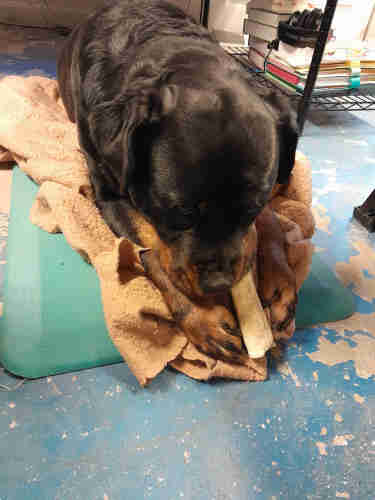 A Rottweiler dog lies on the floor and chews on a bone.  She has the bone held between front paws, and is lying on a mat and blanket. She is intent and not looking up very much.